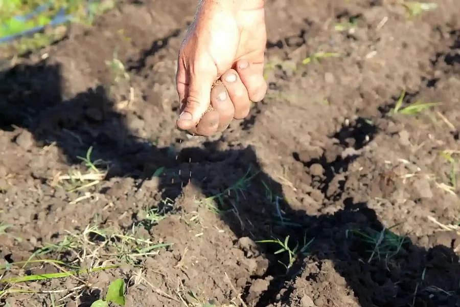 Productor usando celular